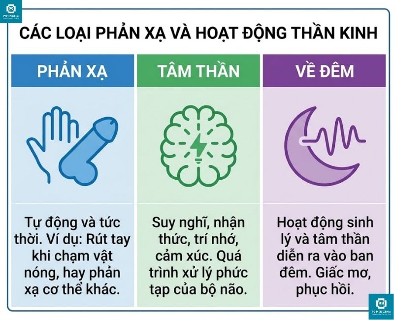 3 cơ chế cương cứng: phản xạ, tâm thần, về đêm