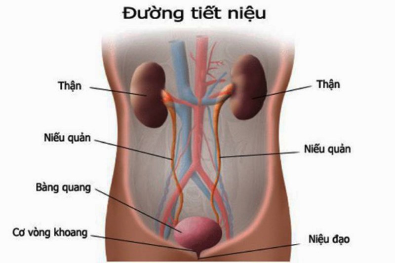 cậu nhỏ có mùi hôi