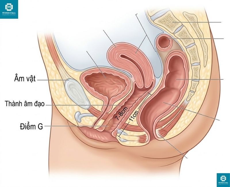 Sơ đồ giải phẫu âm đạo và vị trí điểm G cách cửa âm đạo 2-5cm