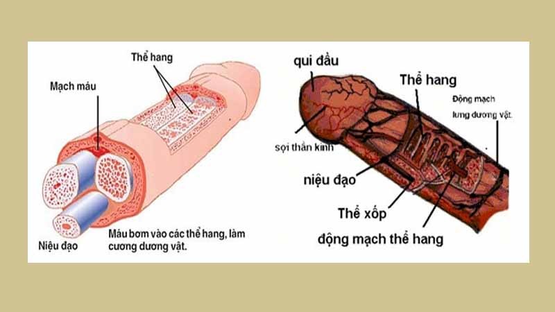 kích thước cậu nhỏ theo từng độ tuổi