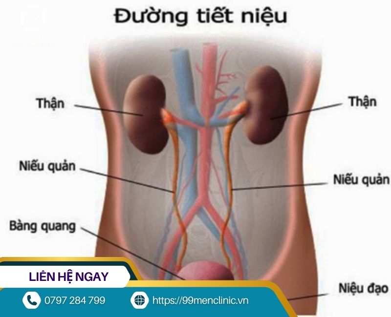 Nhiễm trùng đường tiết niệu khiến dương vật hôi