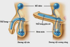 cậu nhỏ lúc bình thường