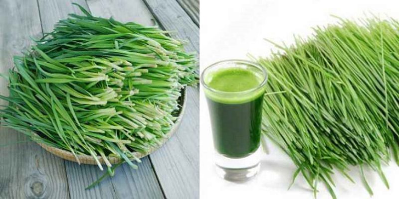 Lá hẹ tính ấm, vị chua tốt cho việc chữa xuất tinh sớm, cải thiện sinh lý nam giới