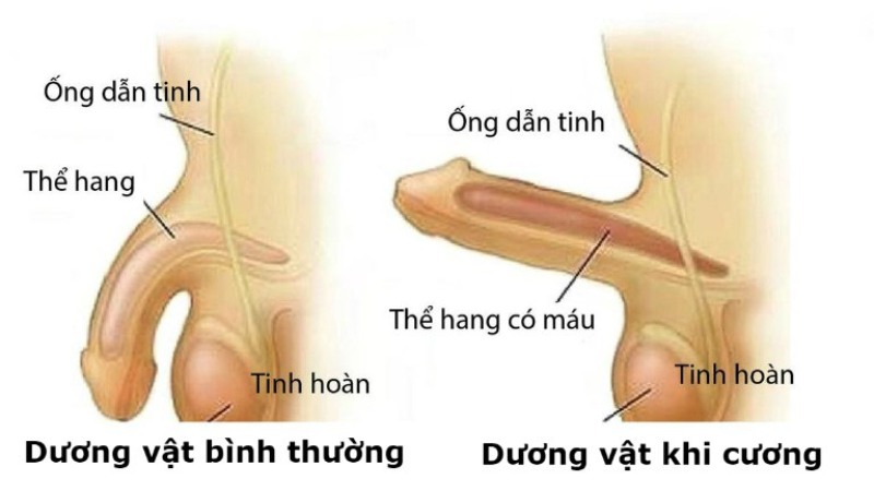 nên để cậu nhỏ hướng lên hay xuống