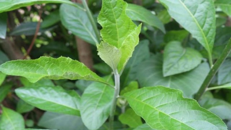 thuốc nam trị xuất tinh sớm