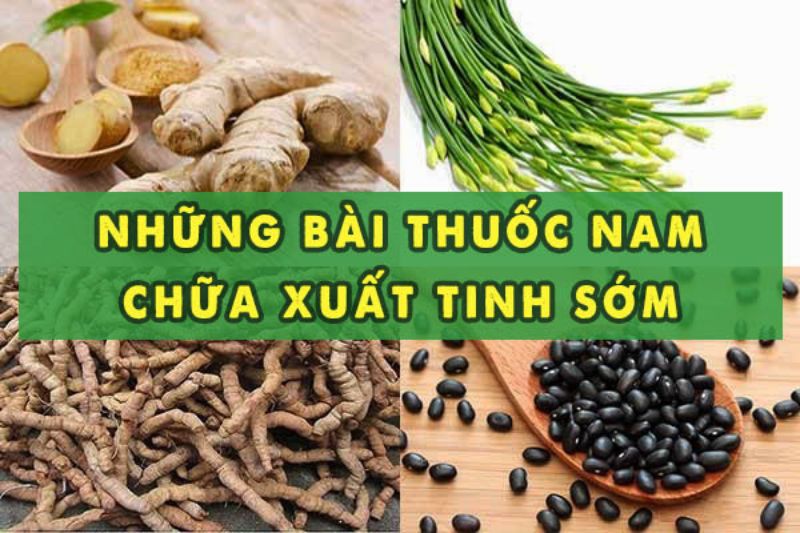 thuốc nam trị xuất tinh sớm