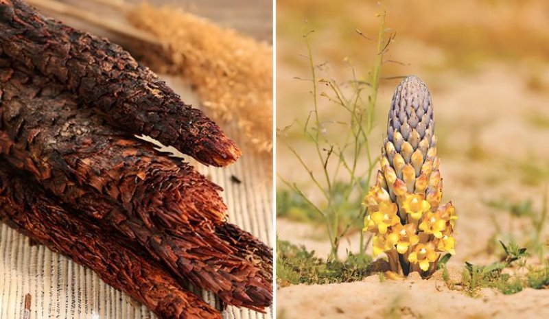 thuốc nam trị xuất tinh sớm