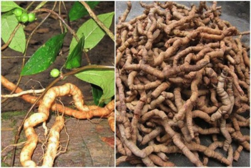 thuốc nam trị xuất tinh sớm