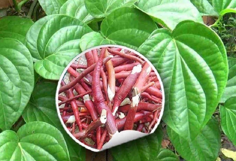 thuốc nam trị xuất tinh sớm