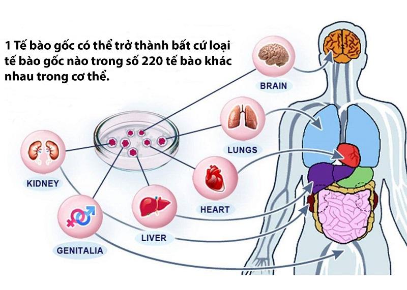 Tế bào gốc có thể nhân nuôi tăng số lượng để phục vụ cho điều trị bệnh