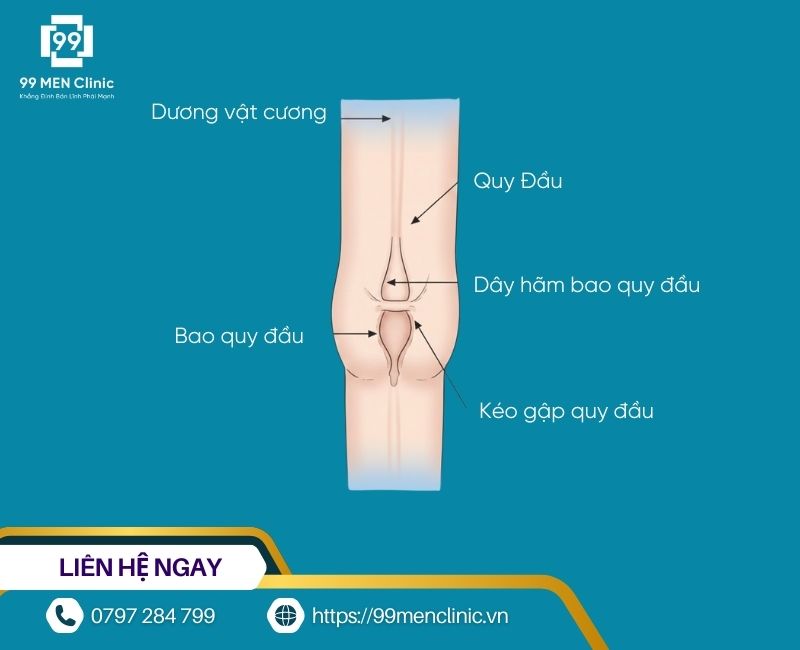 Ngắn dây hãm bao quy đầu là gì